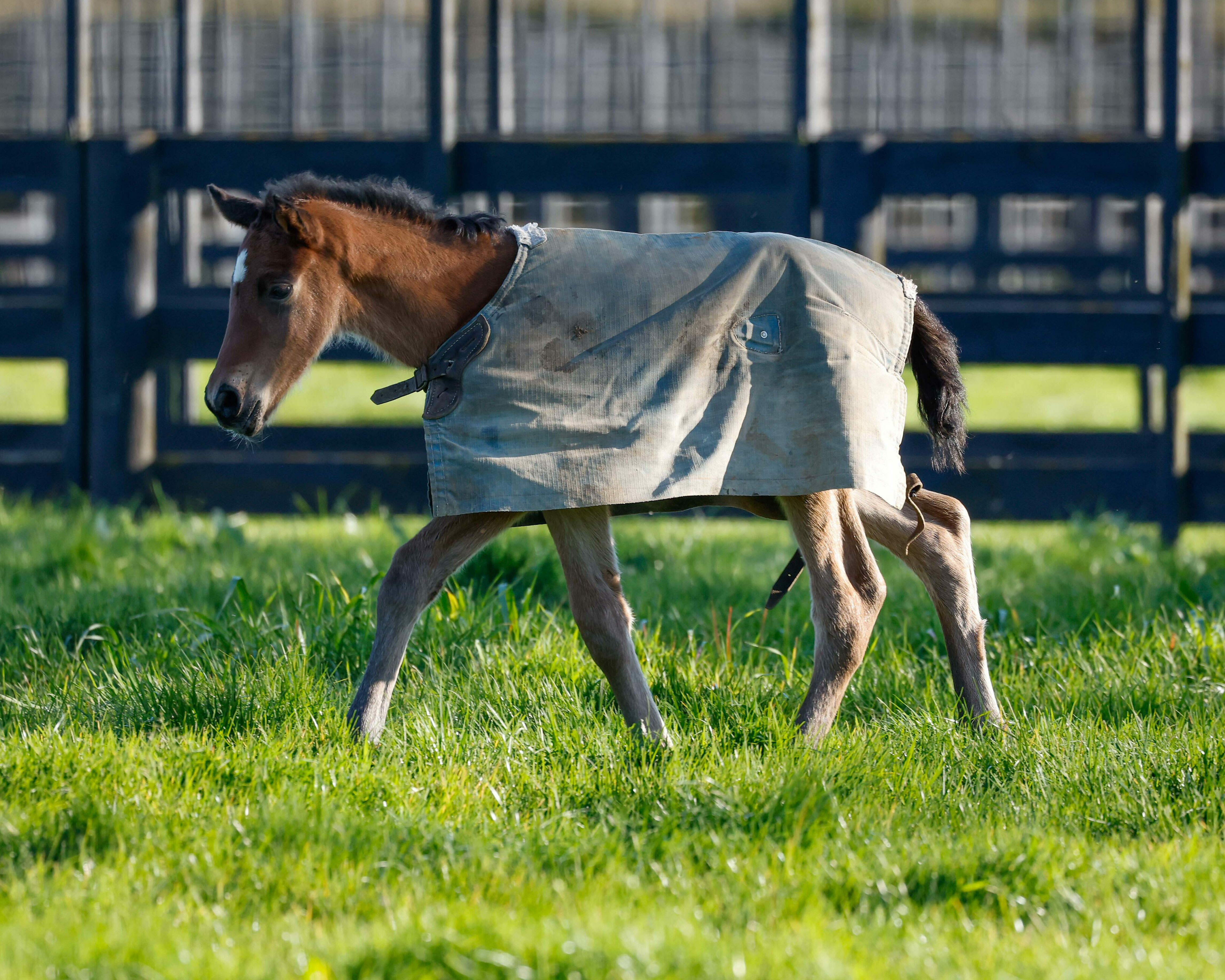 2023 Paris foal 5200