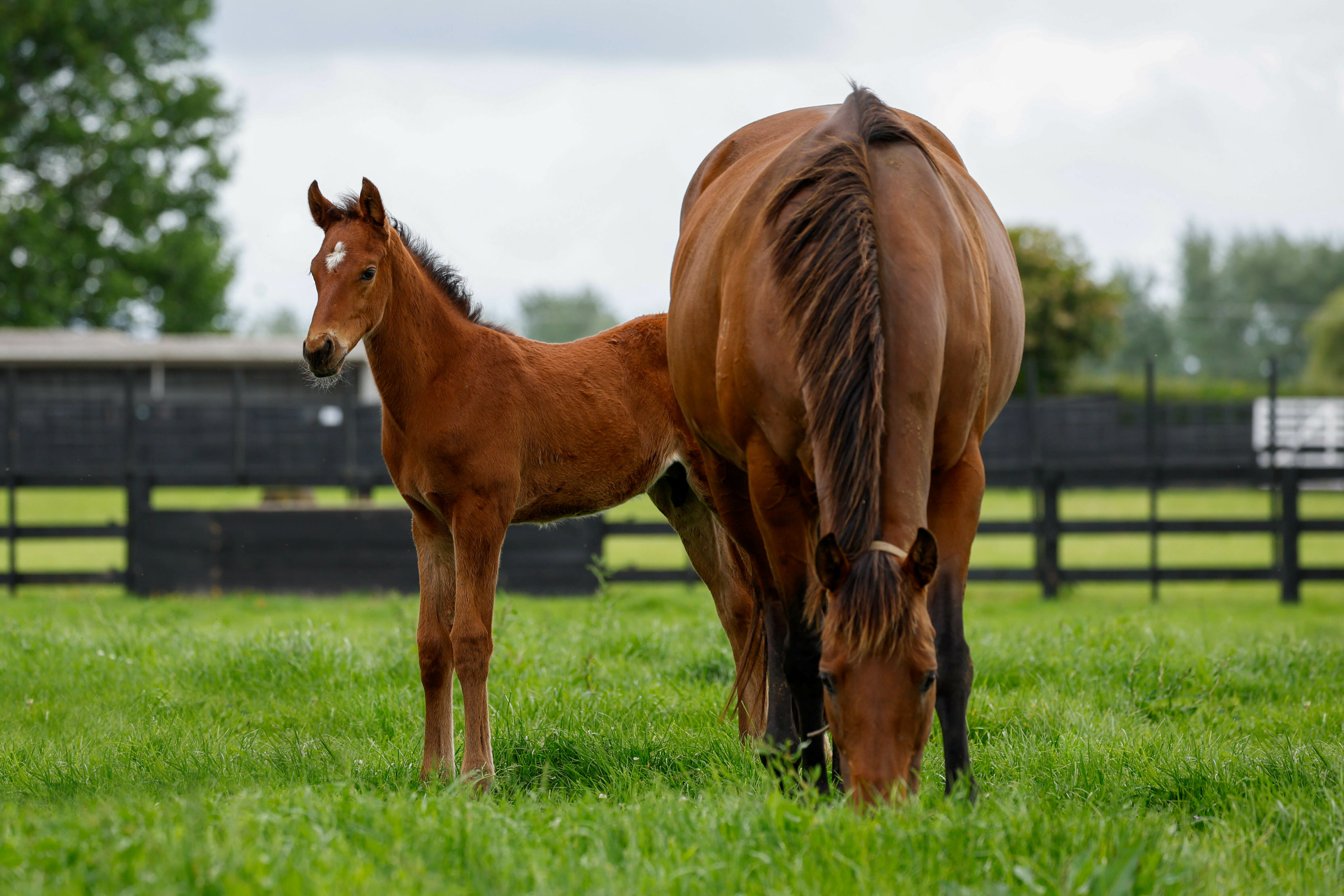 2023 Supera colt a