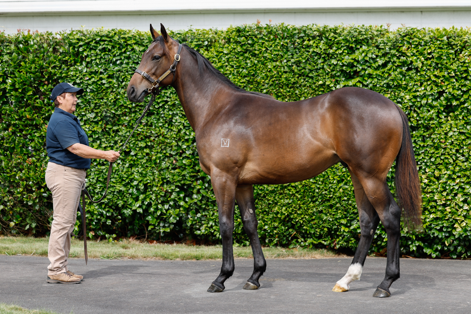 Lot 231