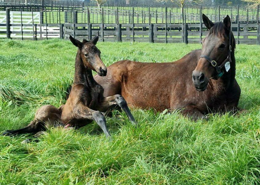 Tarzino x Insouciant filly foal 2023