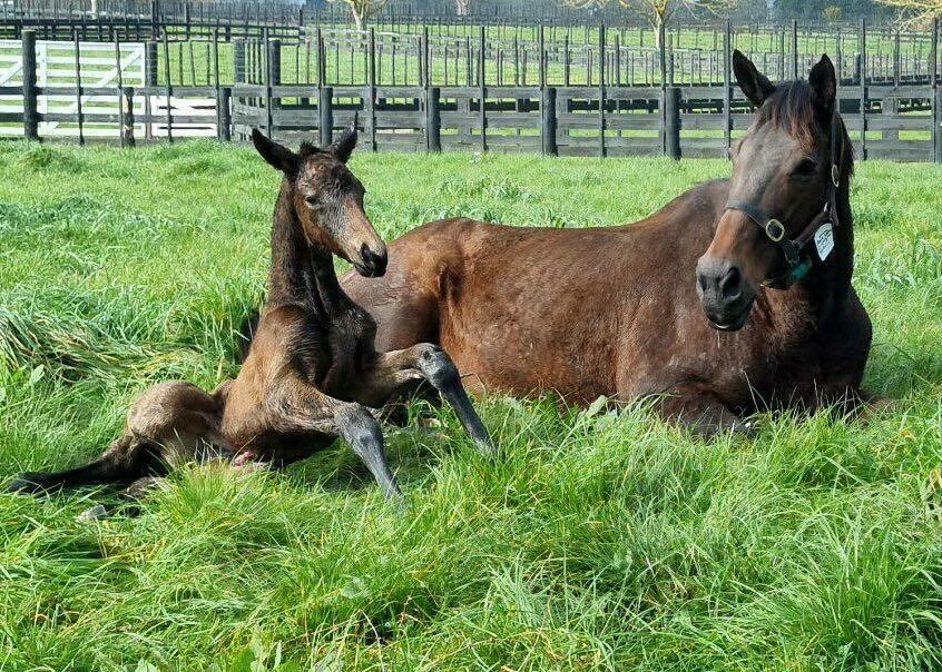 Tarzino x Insouciant filly foal 2023