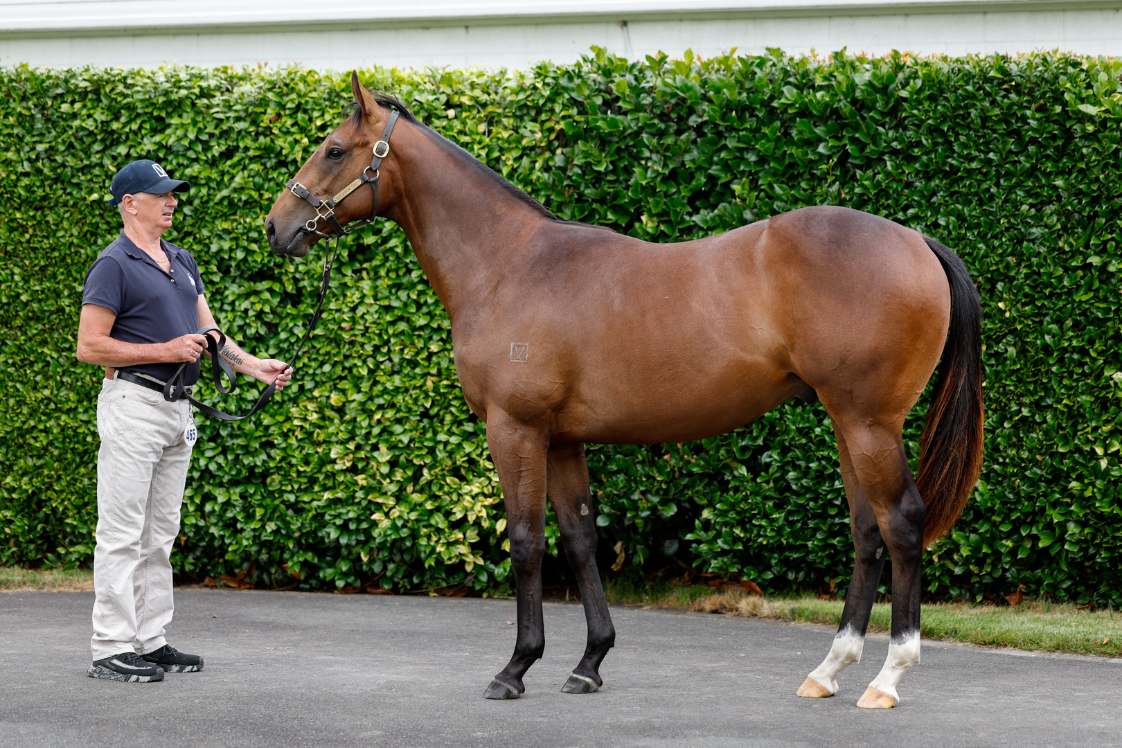 Lot 465