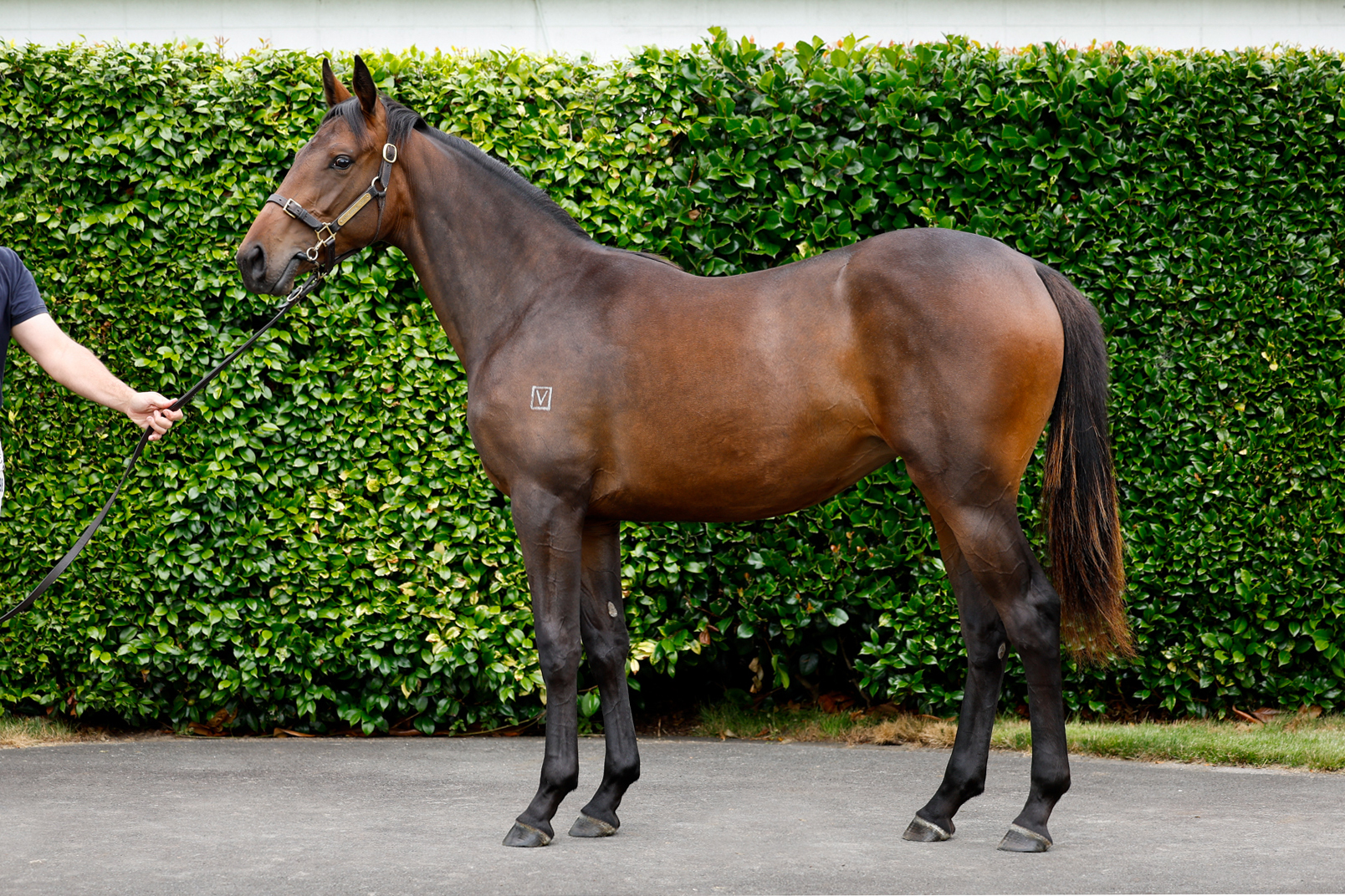 Lot 498