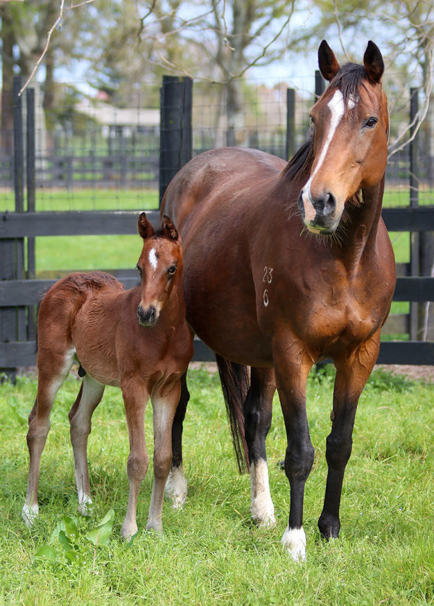 Posavina Foal Standing