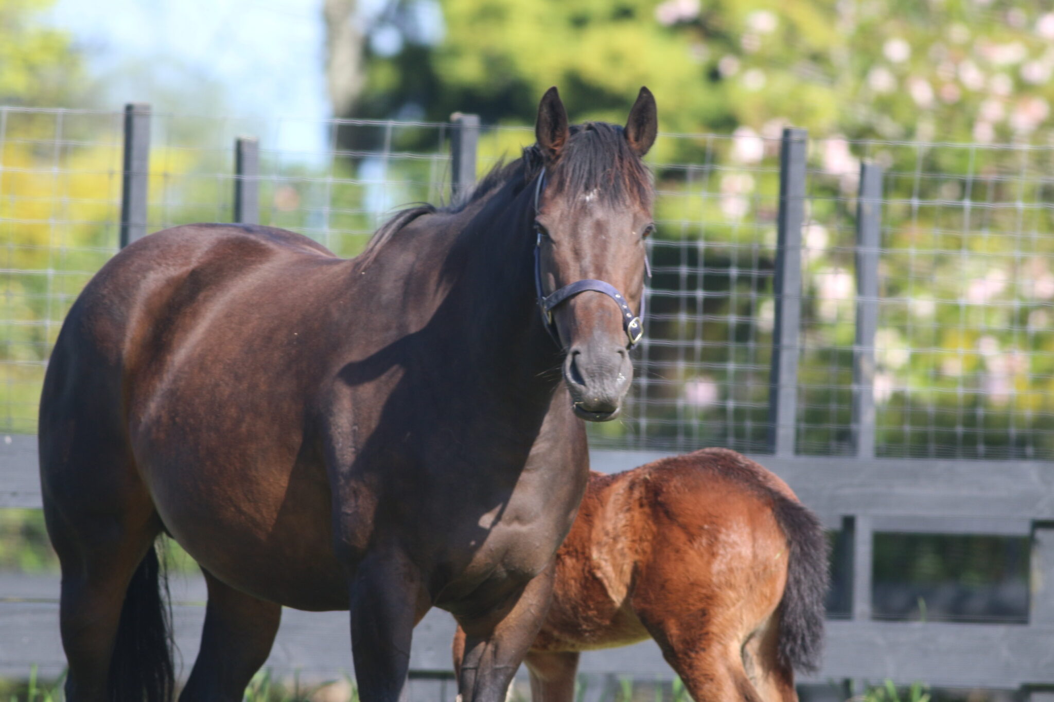 IMG 8502 Ginsburg Mare