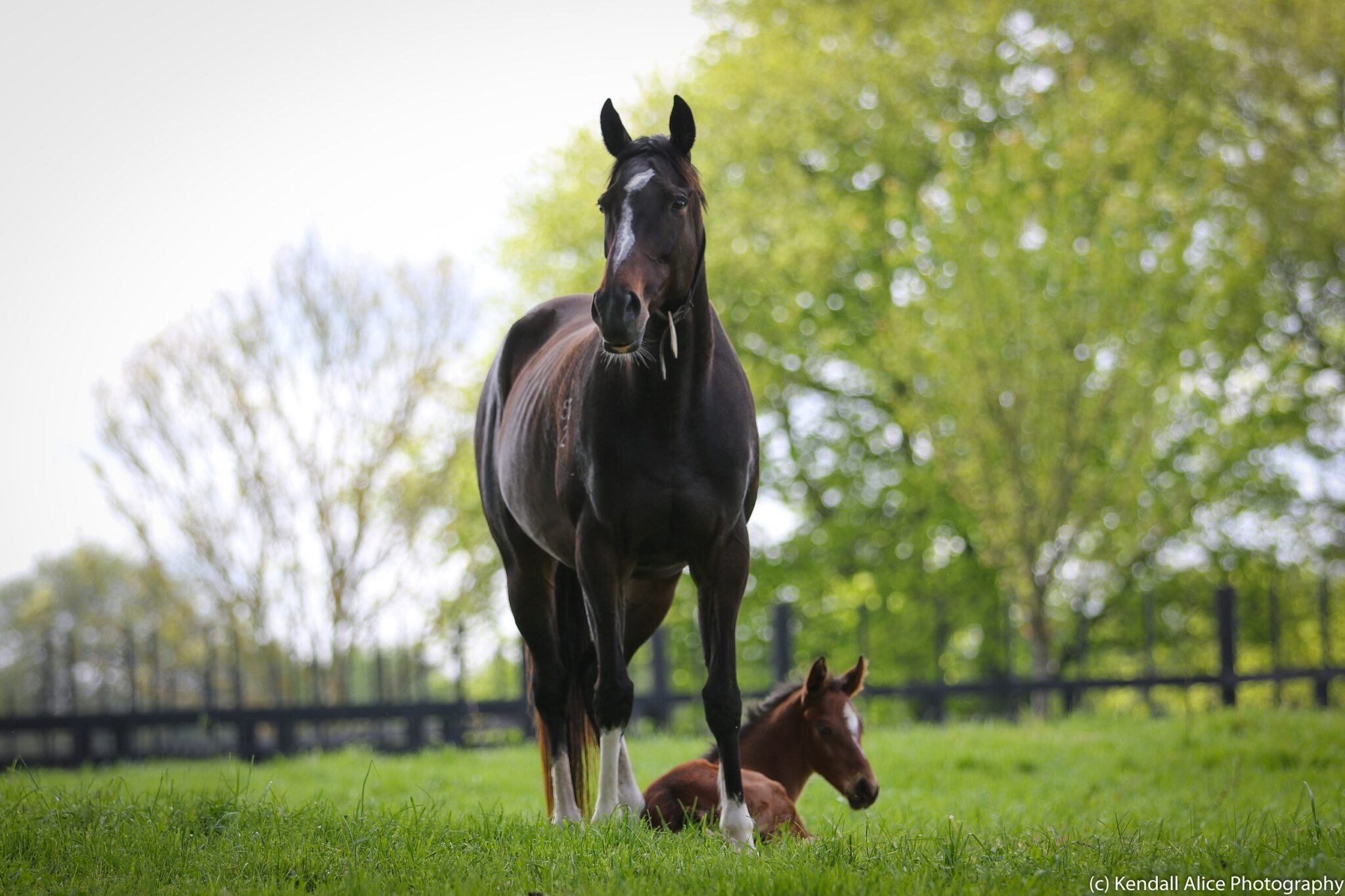 Quintessentially 19 foal 4359