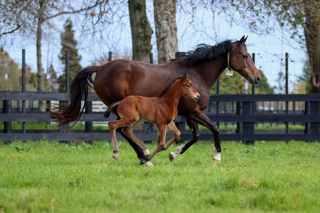 Sleeping Beautyrunning