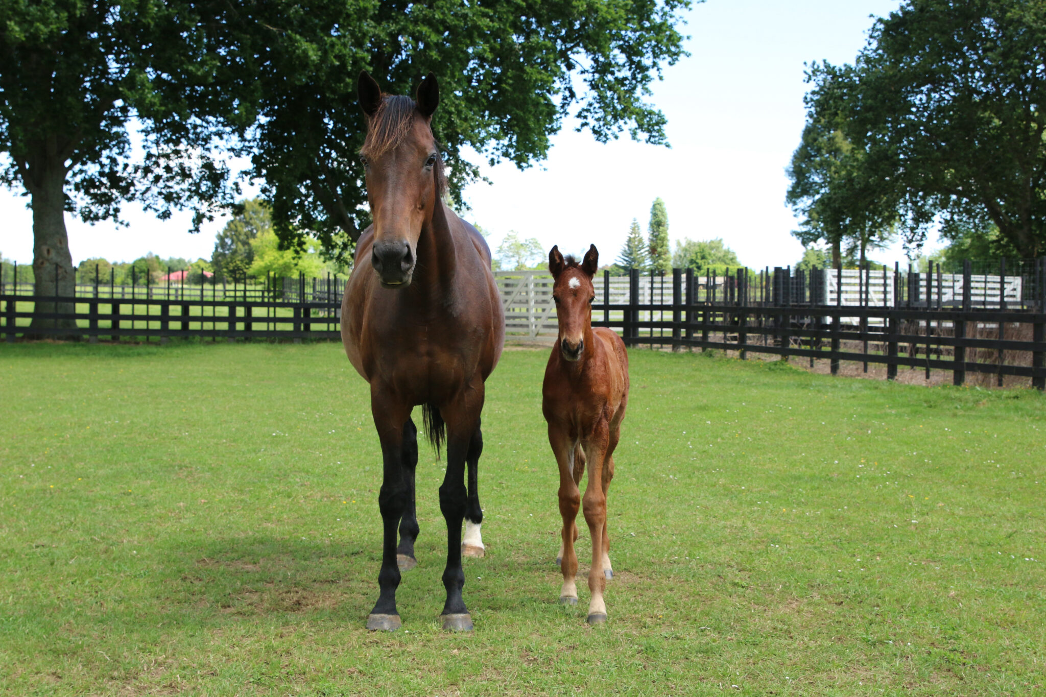 Wildflower Marefoal