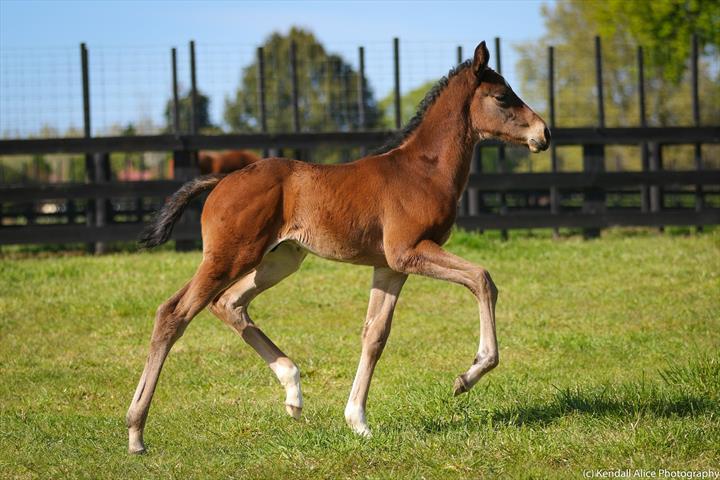 20228 Barbadine 19 foal 3846