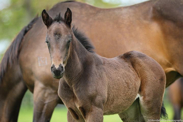 20797 Papilio foal 19 4546