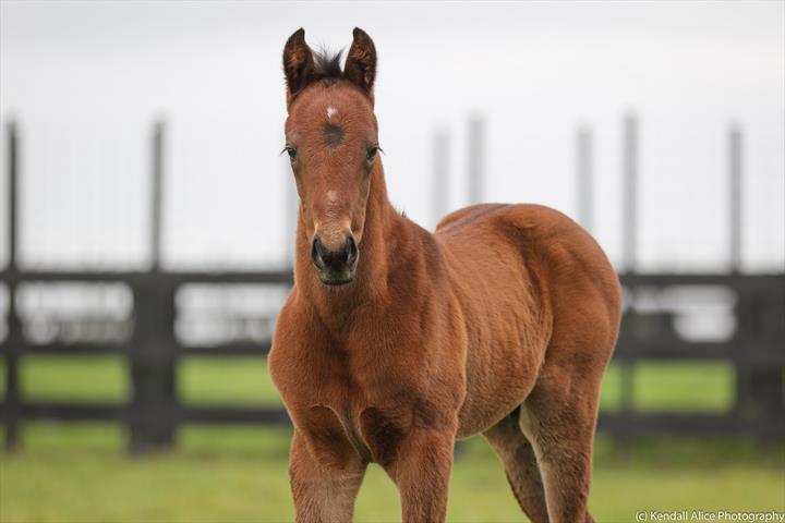 20953 Miss Scarlatti 19 foal 3343