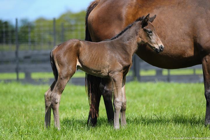 27974 Asama Blue foal 19 4881