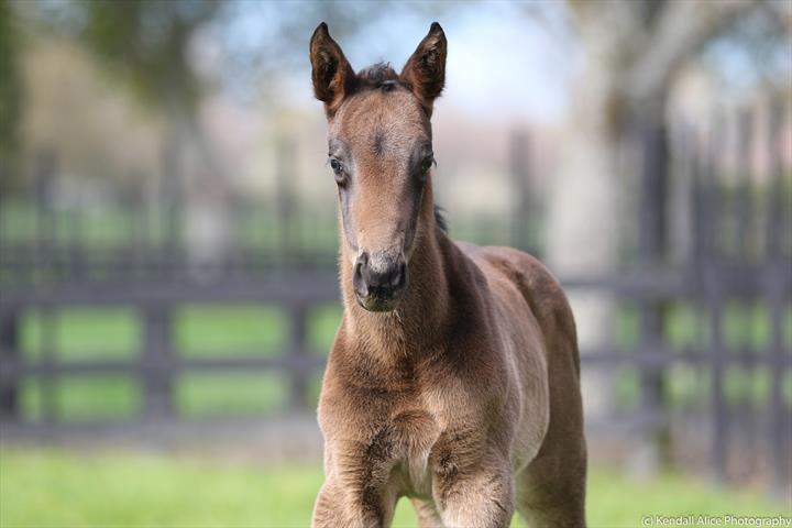 39784 Camellia 19 foal 3136 2