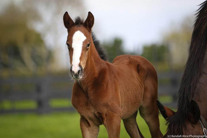 46975 Kudamm 19 foal 3549