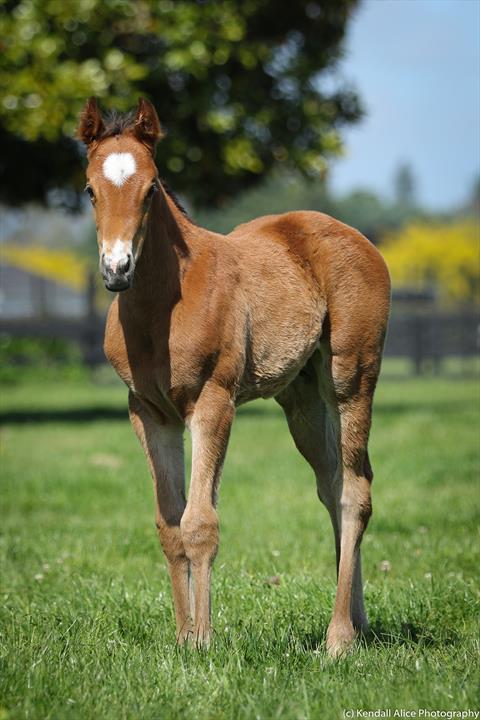 47313 Dance My Dance filly