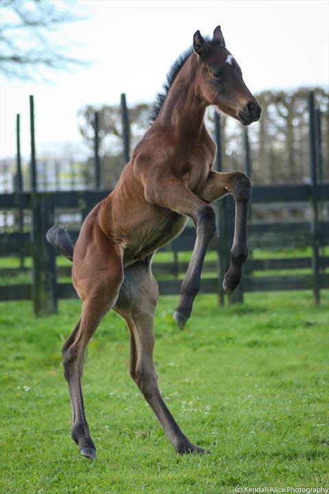 48060 2018 foal La Adelita 4