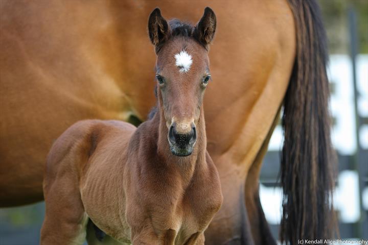 53753 Dark And Stormy 19 foal 4256