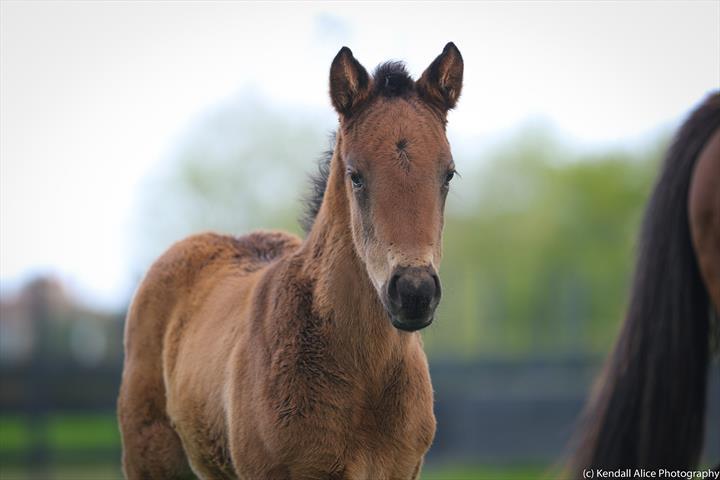 54374 Equanimity 19 foal 3639