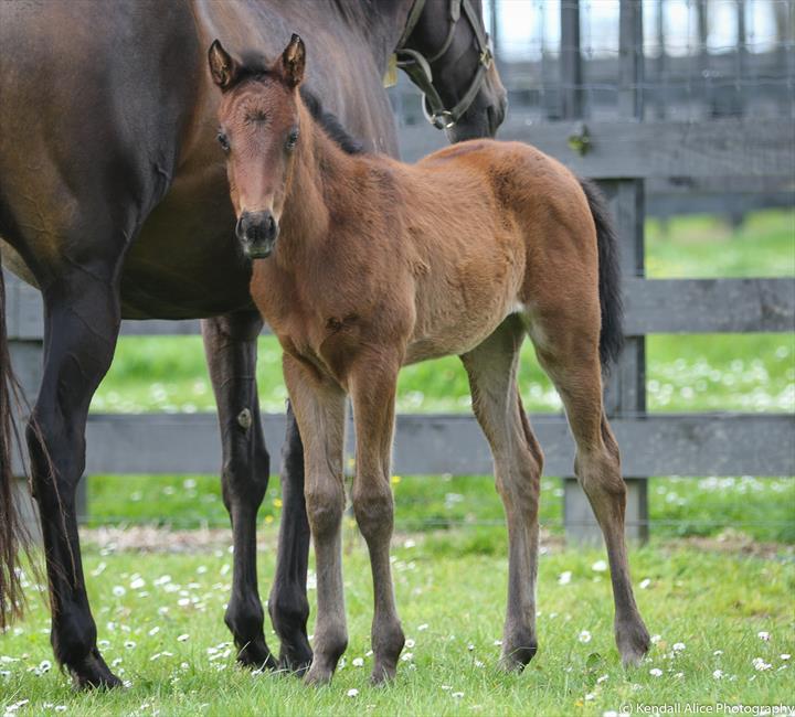 60853 2018 foal Paris