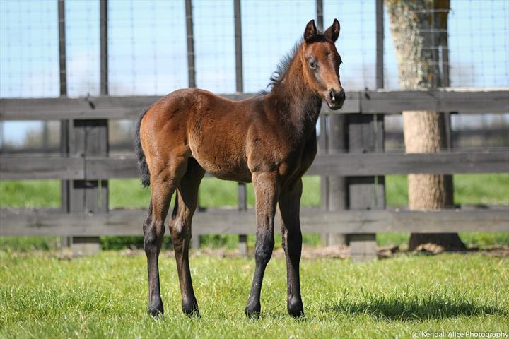 63635 Teatro 19 foal 3268 2