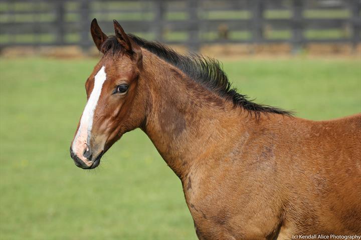 64772 American Pharoah ex Posavina 2018