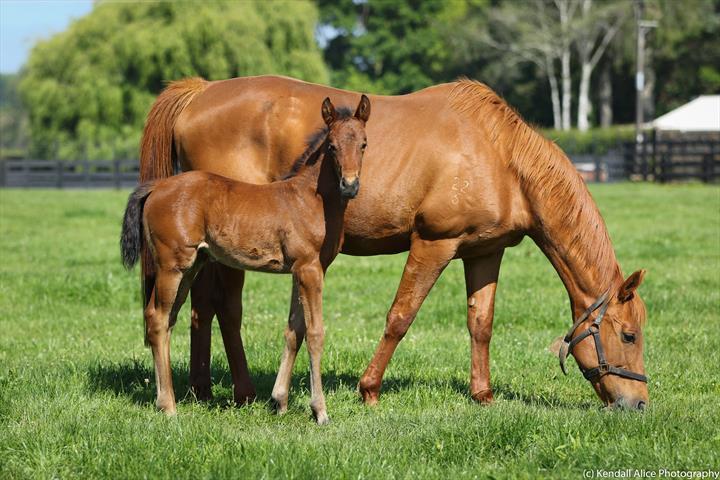 77881 Il Quello Veloce filly