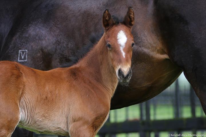 80707 Quintessentially 19 foal 4373