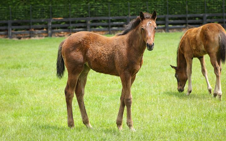 91617 Madame Echezeaux filly 3