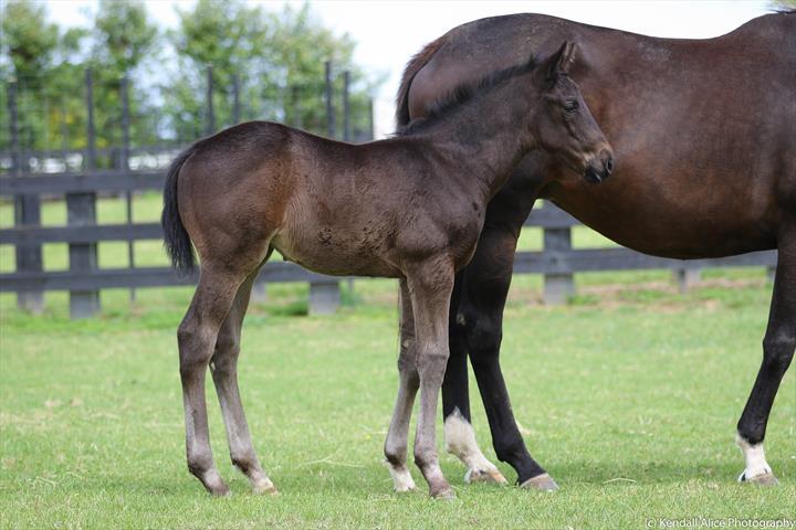 93594 Assume foal 19 5381