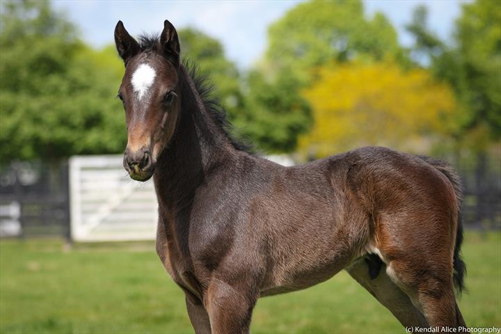 94760 Dolmabache foal 19 4962