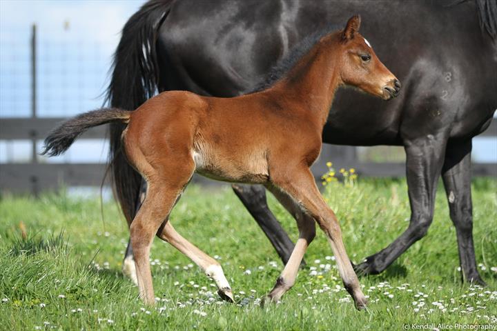 95080 2018 foal Fermentation 2