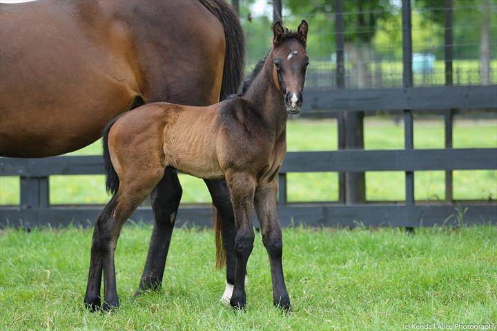 98172 Wildflower foal 19 4721