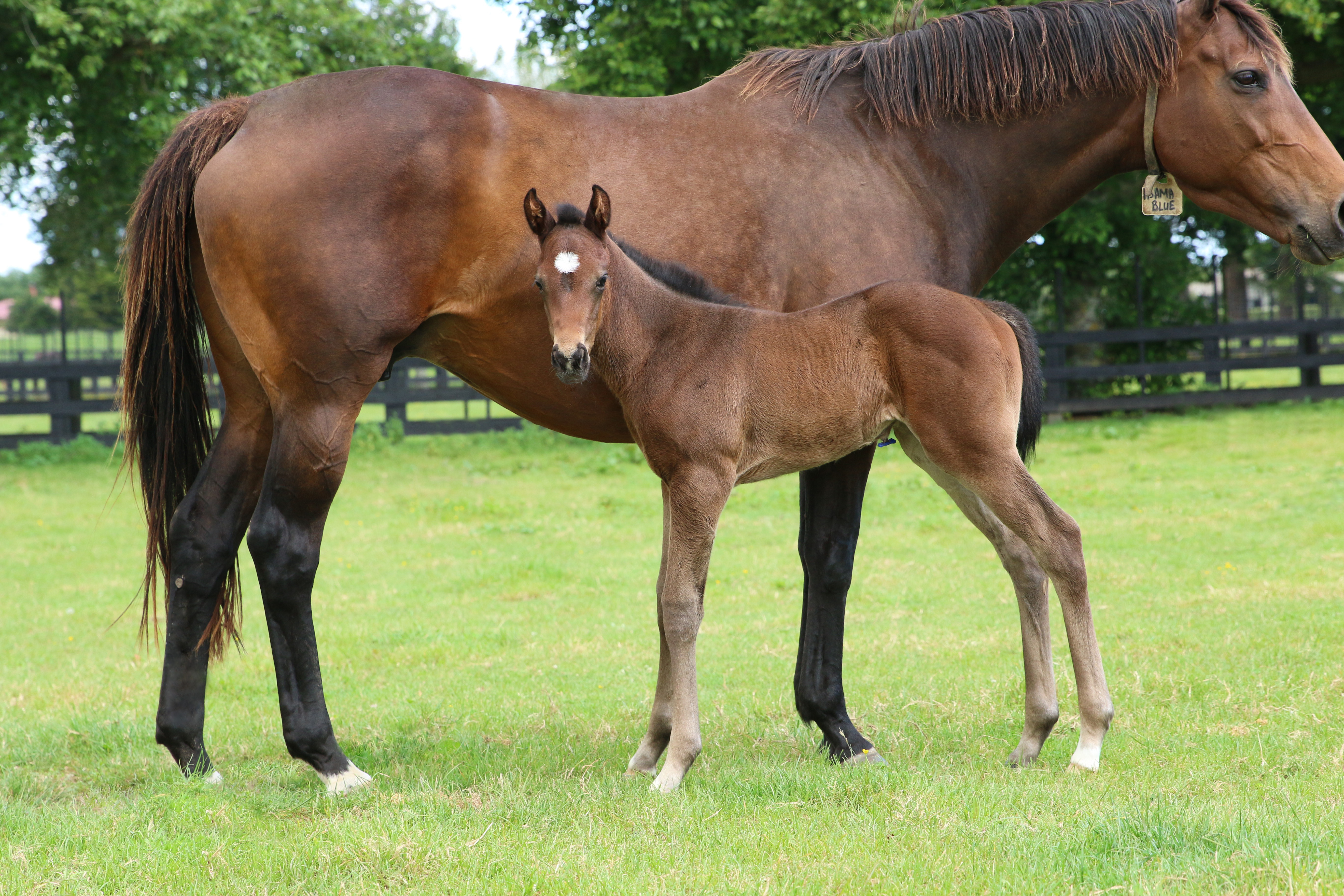 Asama Blue 21 foal
