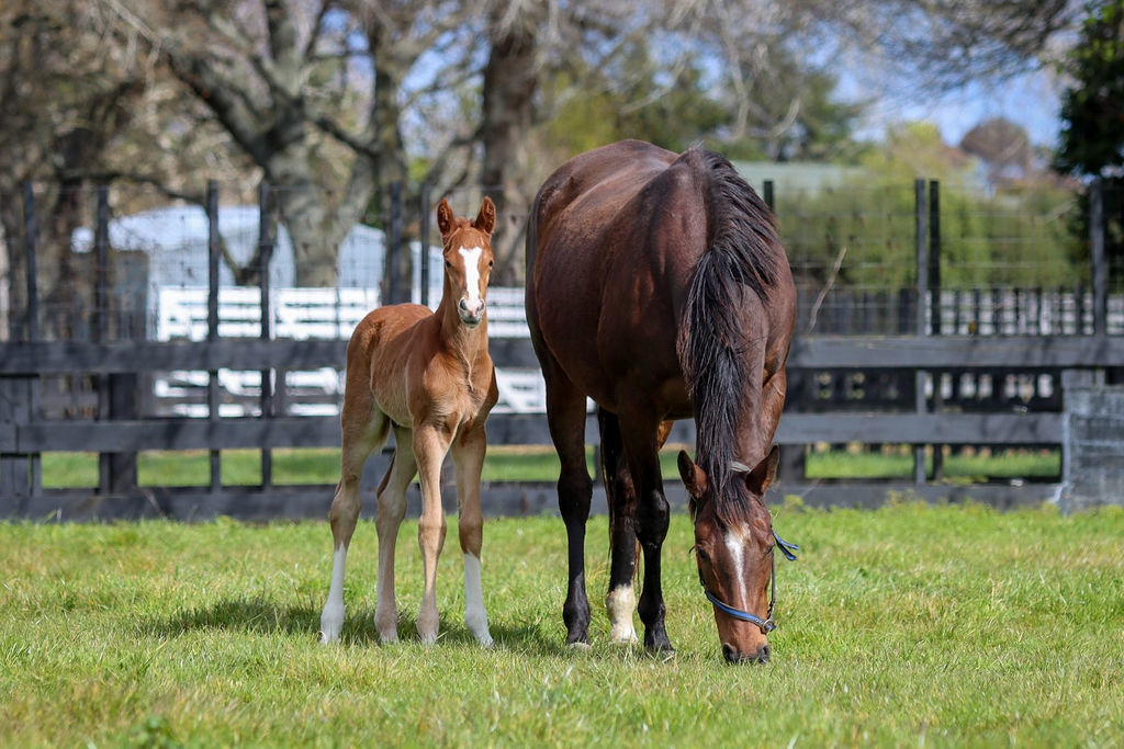 Barbadine foal21