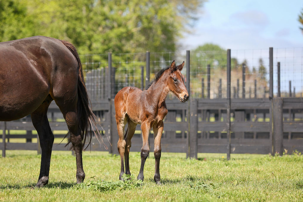 Breeze Foal21