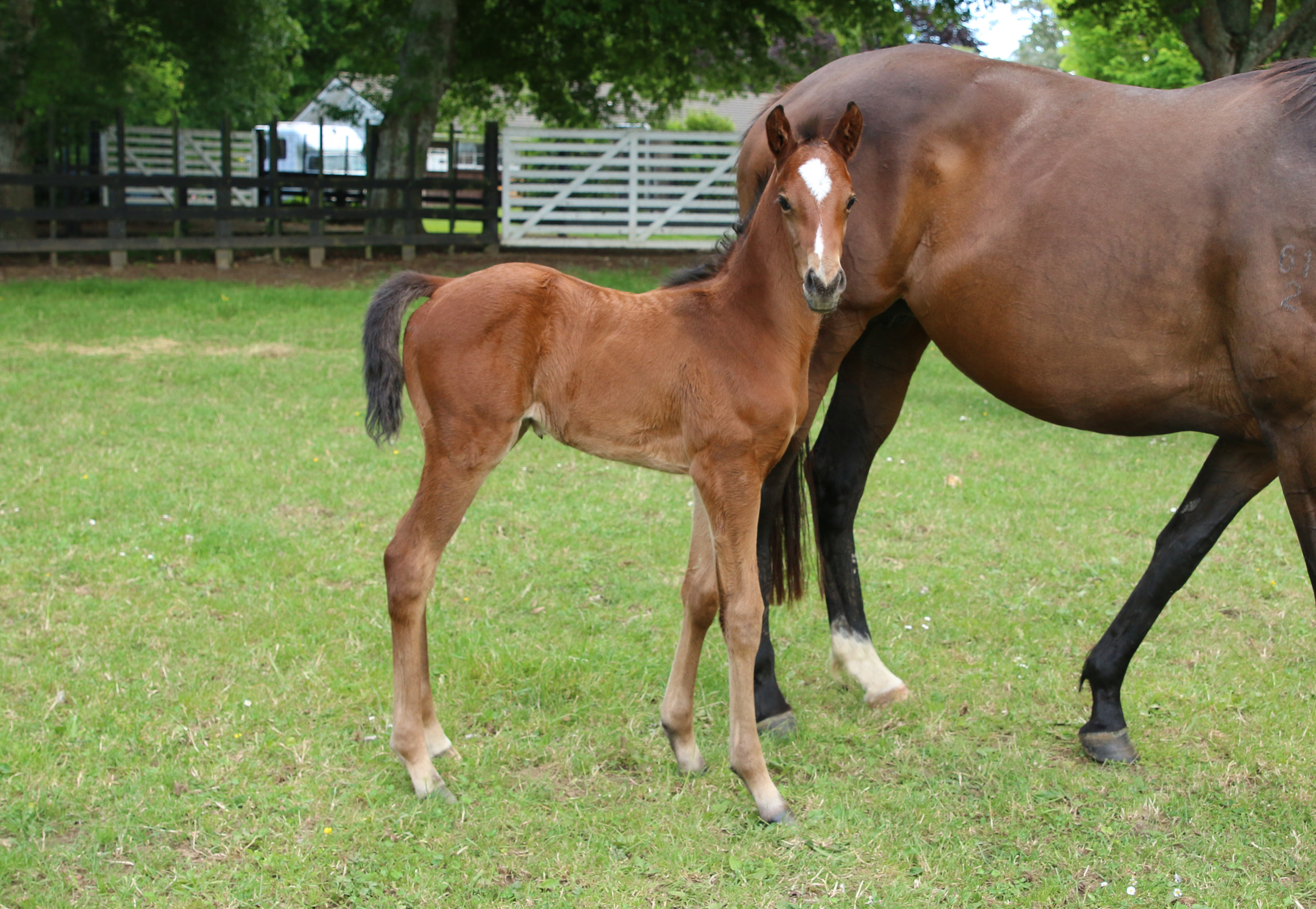 Cote D Or 21 foal