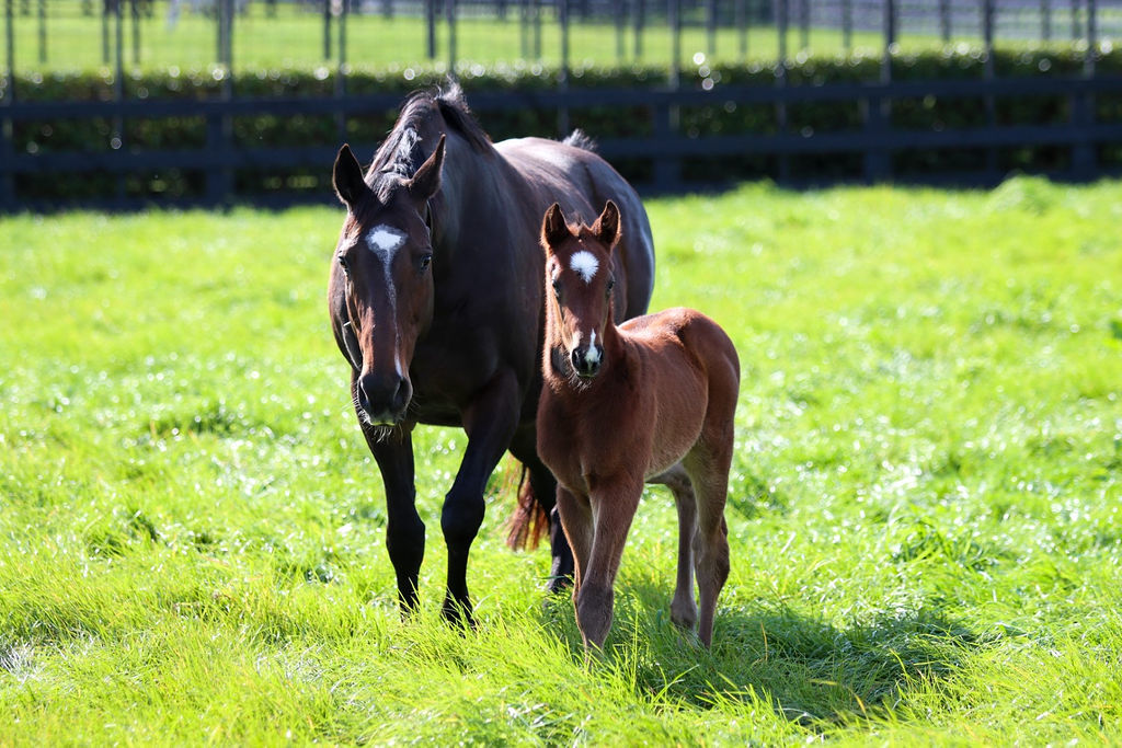 Dolmabache Foal21