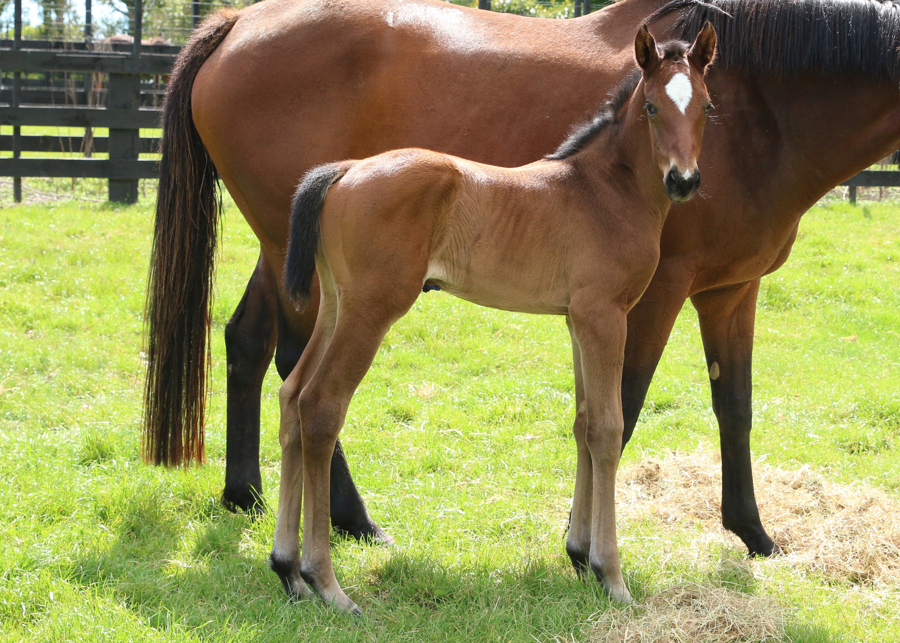 Fond du Coeur 21 foal