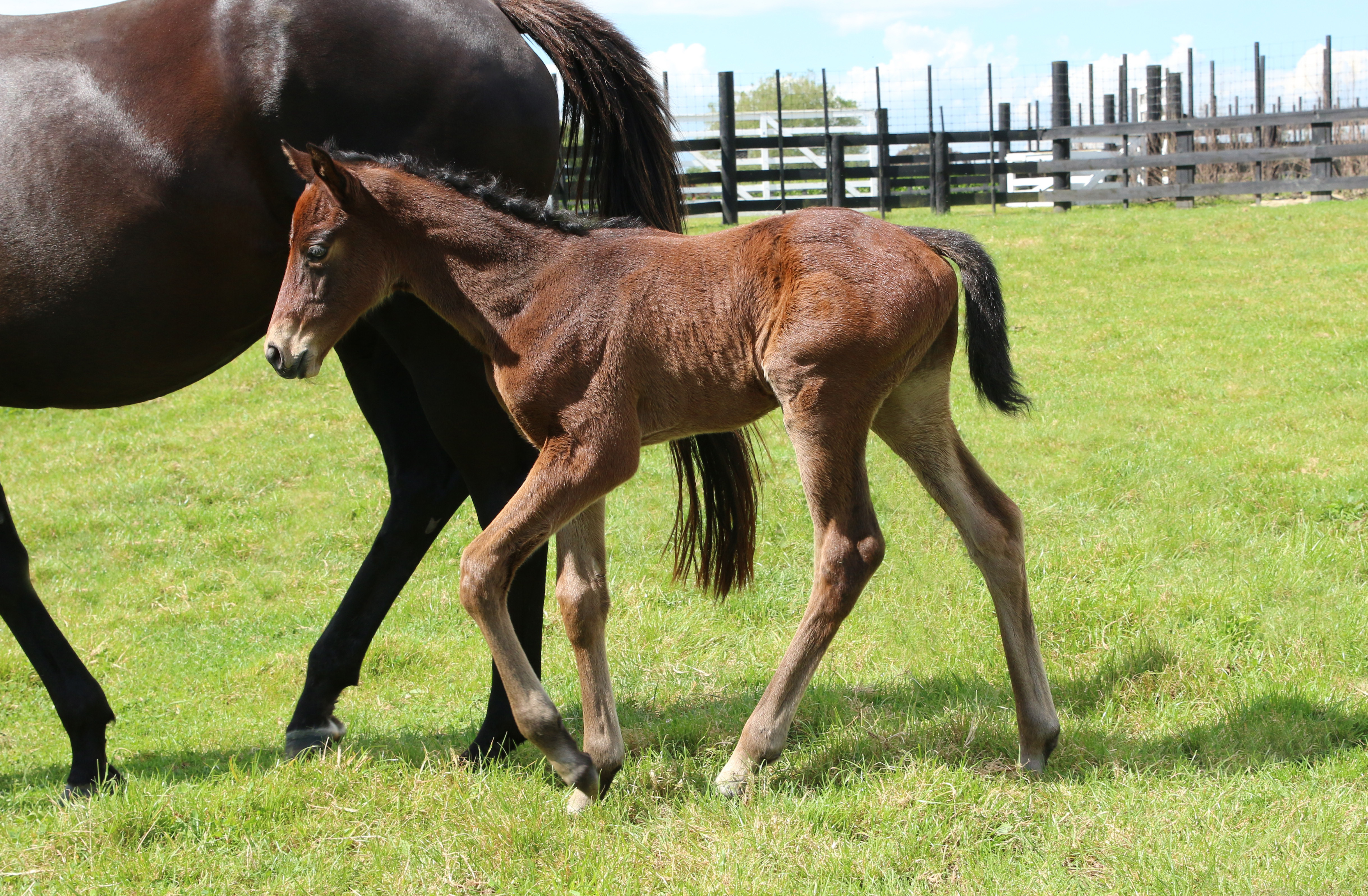 Irion 21 foal