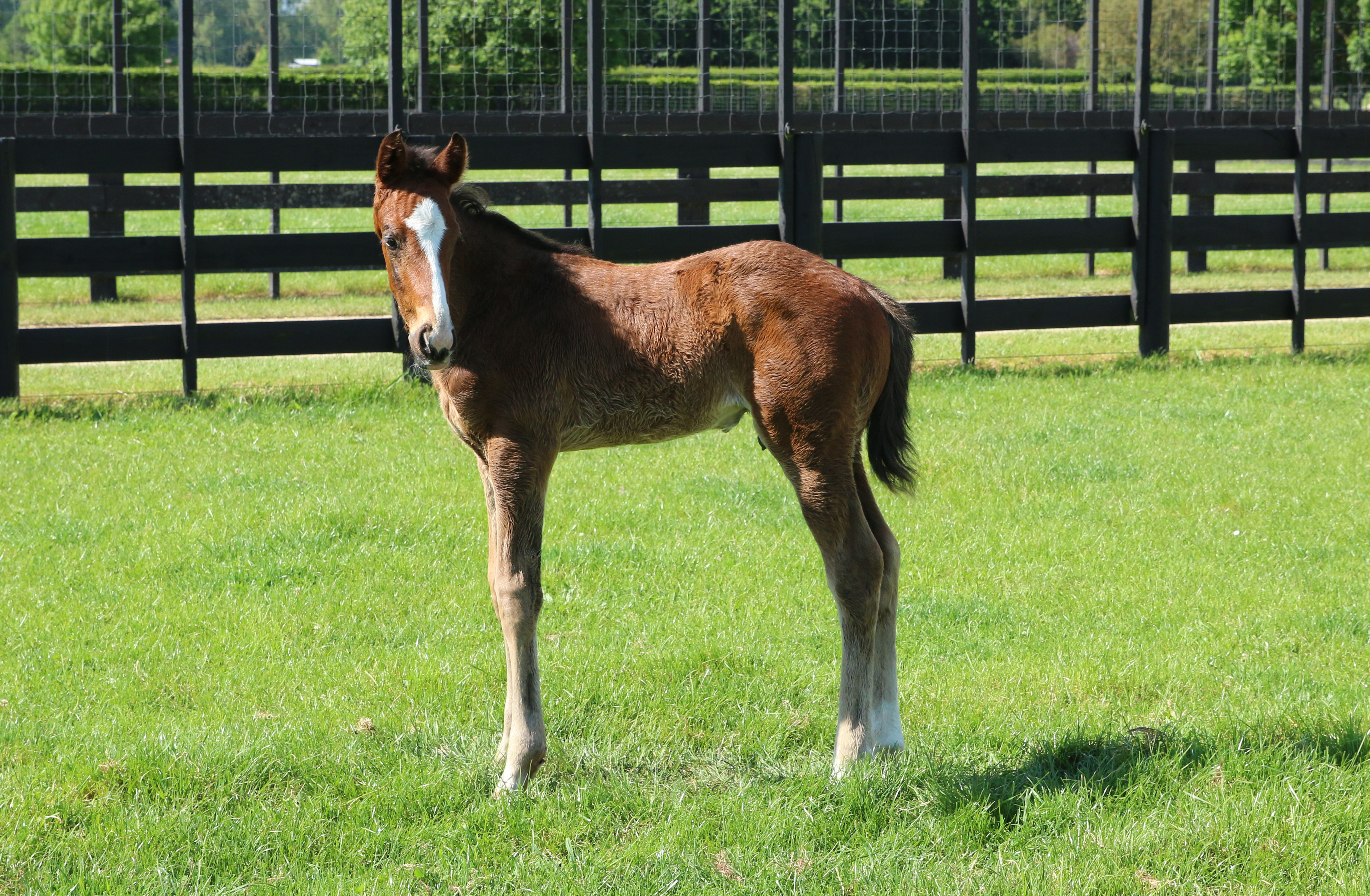 La Adelita 21 foal