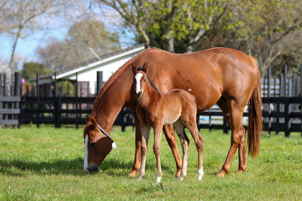 Light My Way Foal21