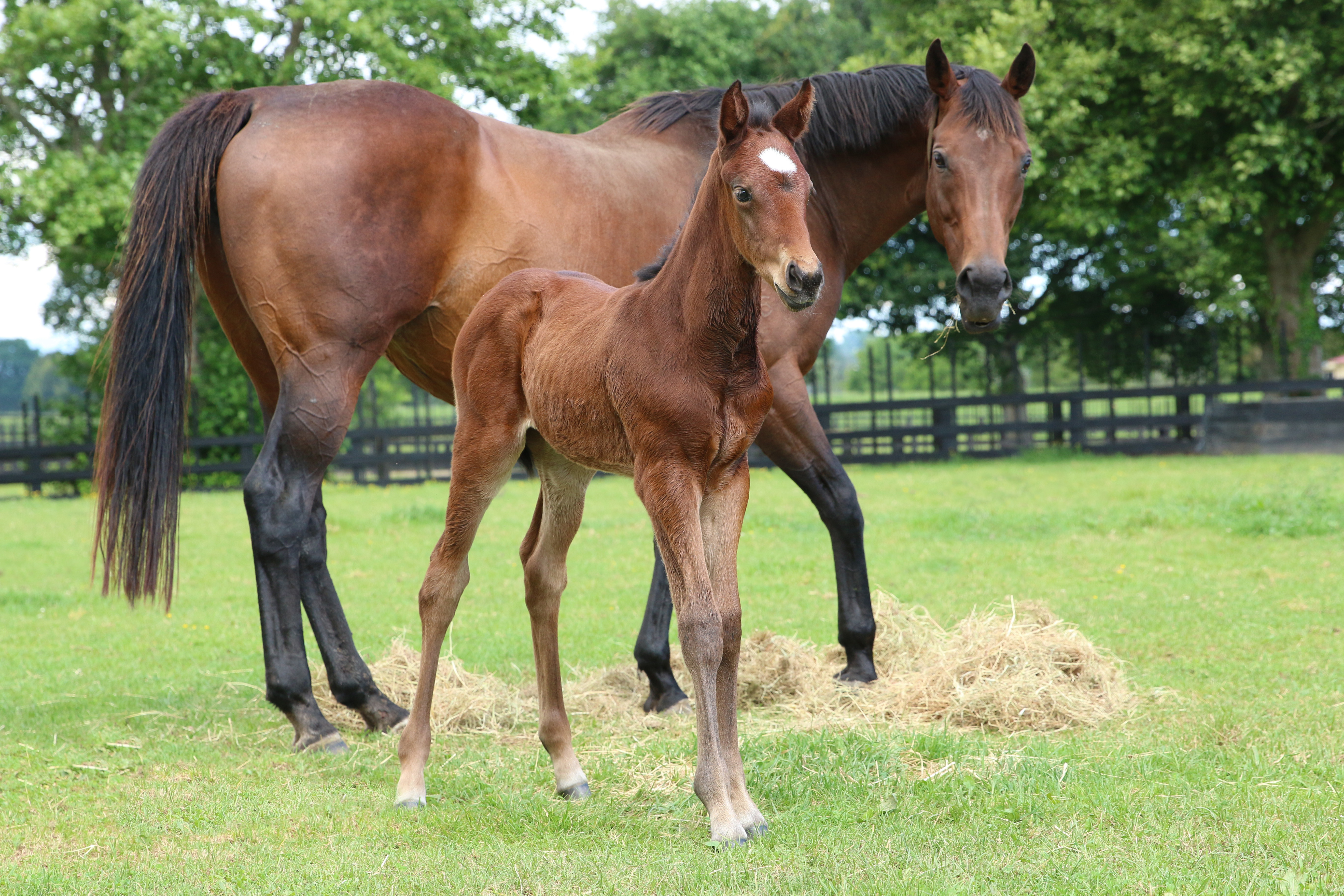 Miss Scarlatti 21 foal