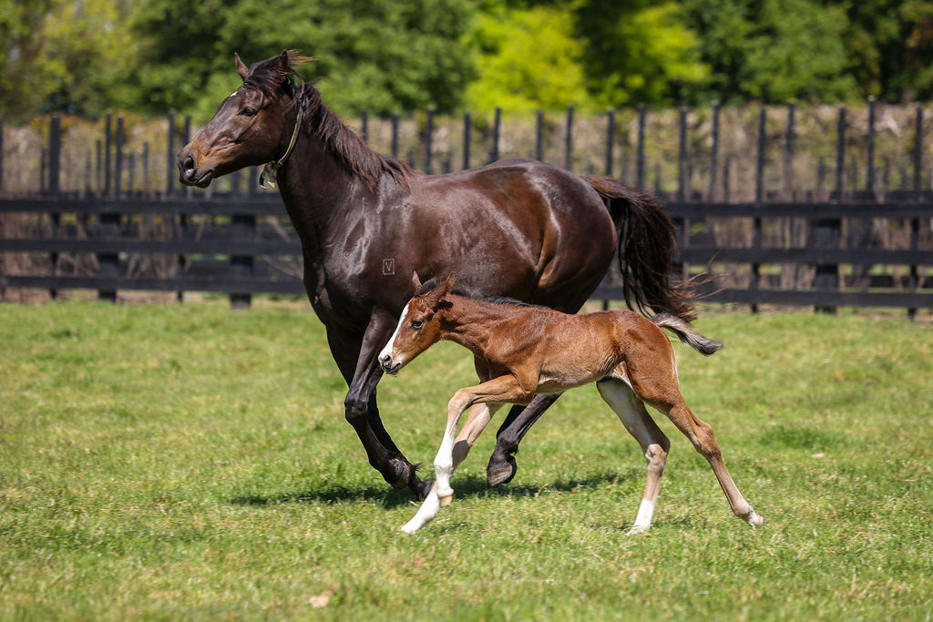 Navy Beach Foal21