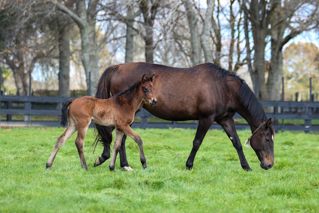 Paris Foal21