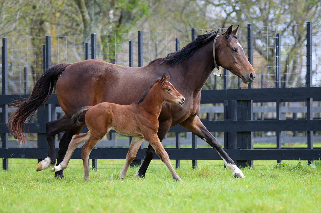 Sleeping Beautyfoal21