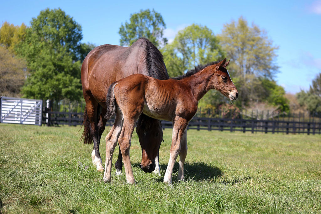 Sopra Tutto Foal21