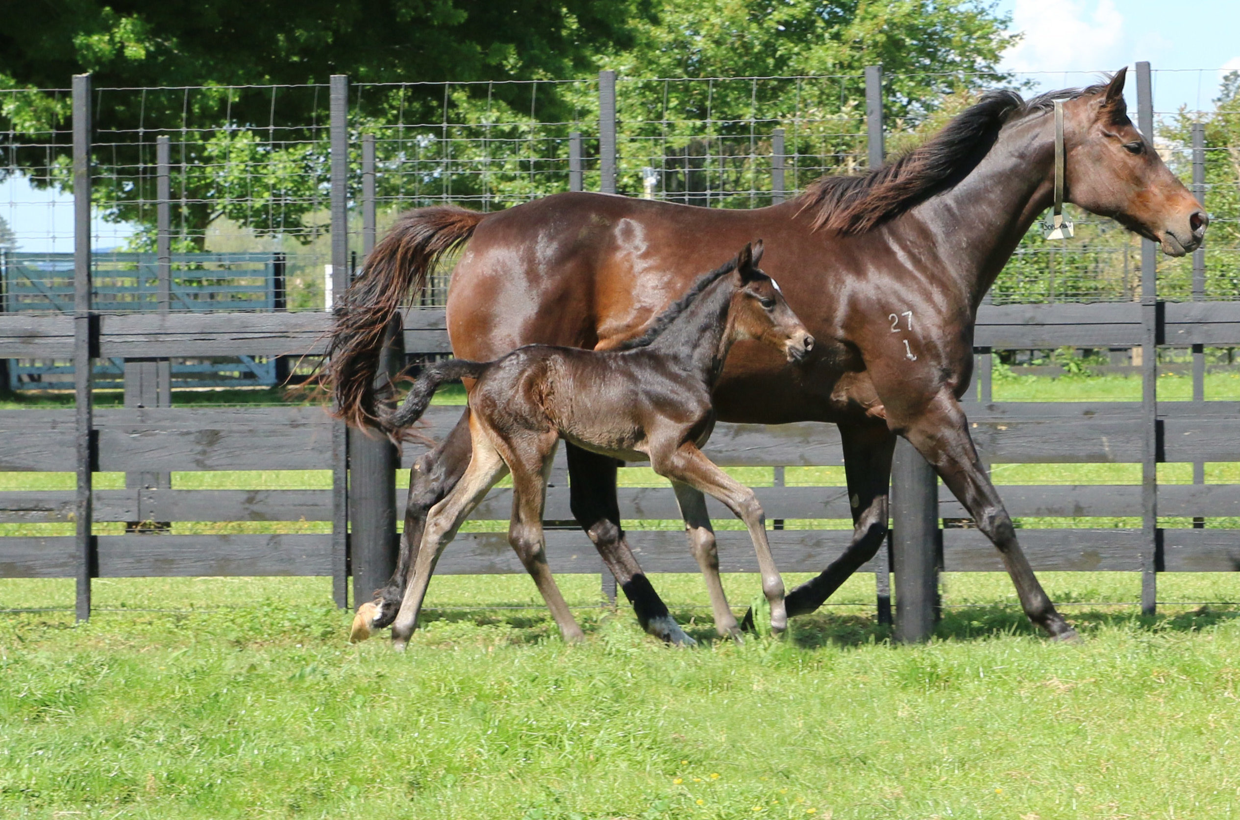 Sopraffina 21 foal