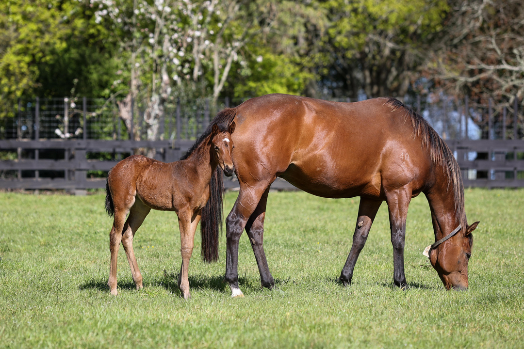 Supera with 2021 US Navy Flag foal