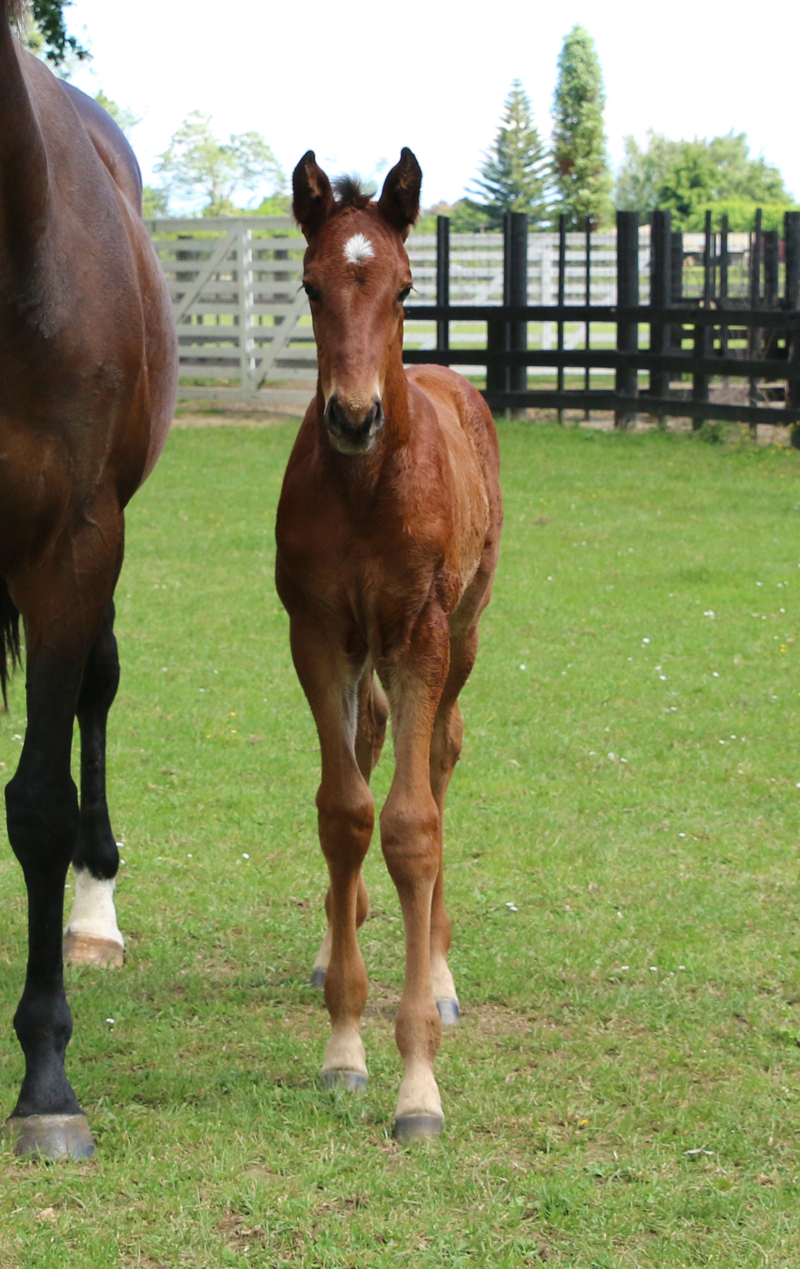 Wildflower 21 foal