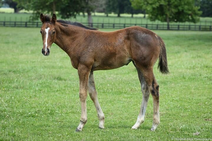 28111 Reliable Man ex Our Ella Belle 2018